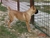 Haida - Triola Cane Corso